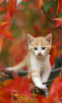Chaton Mignon Parmi les Feuilles d'Automne
