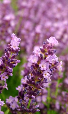 Fleurs de Lavande en Fleurs