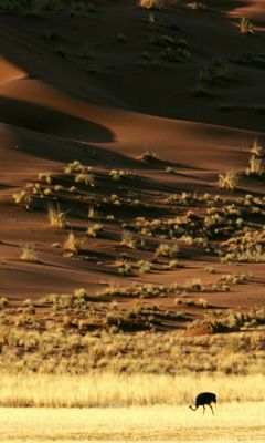 Autruche dans le paysage désertique