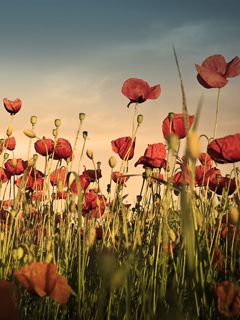 Champ de Coquelicots Vibrants
