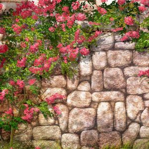 Bougainvillier en Fleurs sur Mur en Pierre