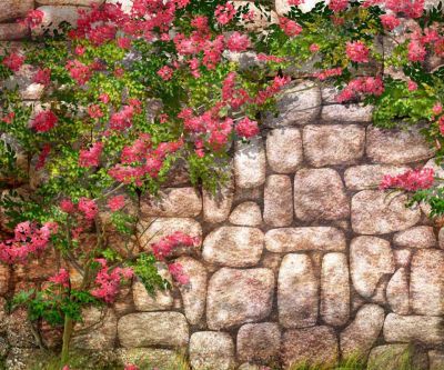 Bougainvillier en Fleurs sur Mur en Pierre