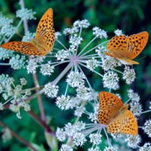 Papillons Colorés sur des Fleurs
