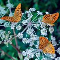 Papillons Colorés sur des Fleurs