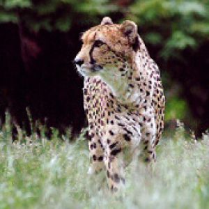 Guépard Majestueux dans la Nature