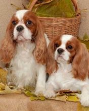Cavalier King Charles Spaniels Mignons