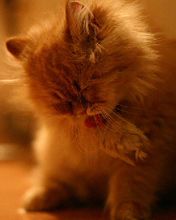 Chat persan mignon