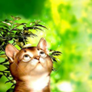 Chat Mignon Regardant Vers le Haut