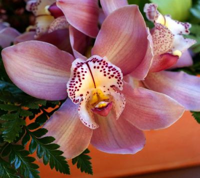 Belle Fleur d'Orchidée