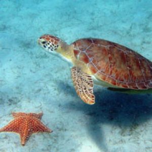 Tortue de Mer et Étoile de Mer