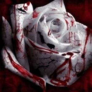 Rose Blanche Tachée de Sang