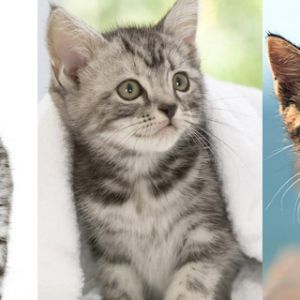 Collection de Chatons Adorables