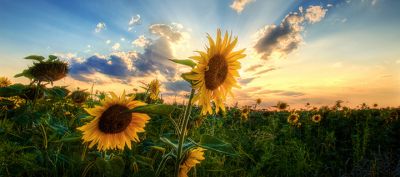 Champ de tournesols au coucher du soleil