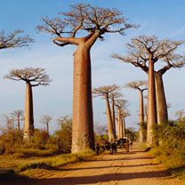 Majestueux Arbres Baobab