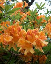 Azalées Orange Vives