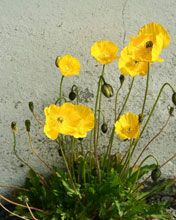 Pavots Jaunes en Fleurs