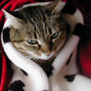 Chat Confortable dans une Couverture
