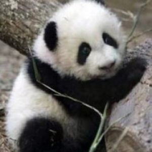 Bébé panda mignon