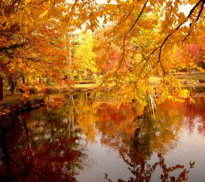 Reflets d'Automne dans la Nature