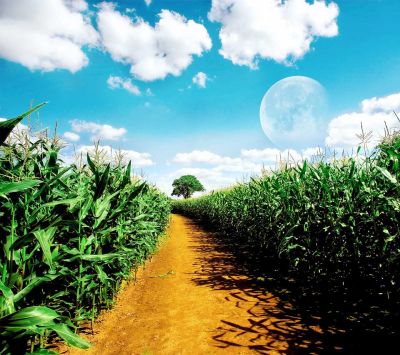 Sentier dans le Champ de Maïs Sous la Lune