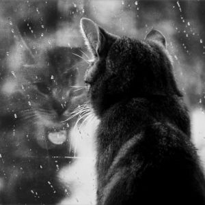 Chat Regardant par la Fenêtre