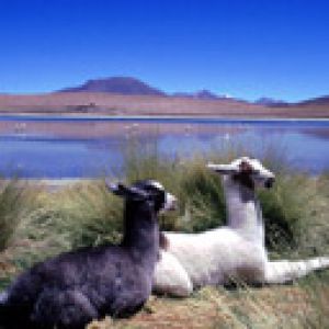 Lamas au Bord du Lac