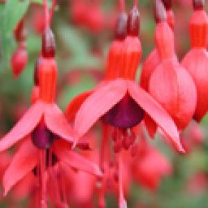 Fuchsias Rouges Vibrants