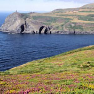 Paysage Côtier avec Fleurs