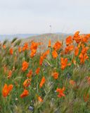Pavots Orange Vifs en Fleurs