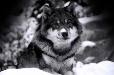 Loup Majestueux dans la Neige