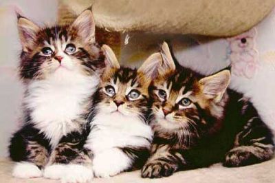 Trio de Chatons Mignons