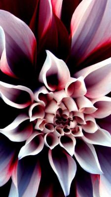 Magnifique Gros Plan de Fleur