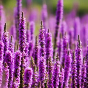 Champ de Fleurs Violettes