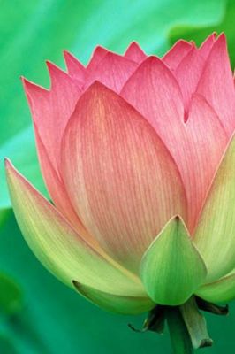 Belle fleur de lotus rose