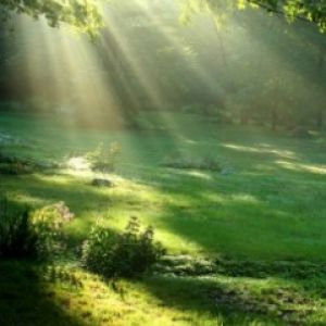 Lumière du Soleil à Travers les Arbres