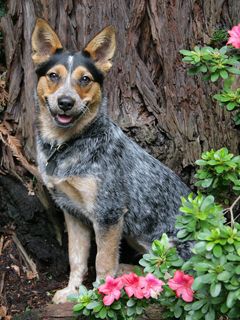 Chien Heureux Parmi les Fleurs