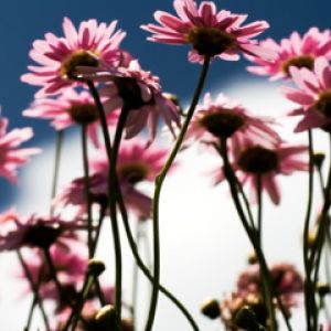 Belles Fleurs Roses