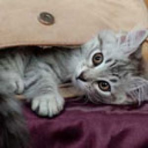 Chaton Joueur dans un Sac