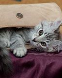 Chaton Joueur dans un Sac