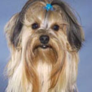 Chien Yorkshire Terrier Mignon