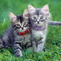 Bébés Chats Mignons Jouant Ensemble