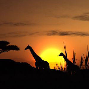 Silhouette de Girafes au Coucher de Soleil