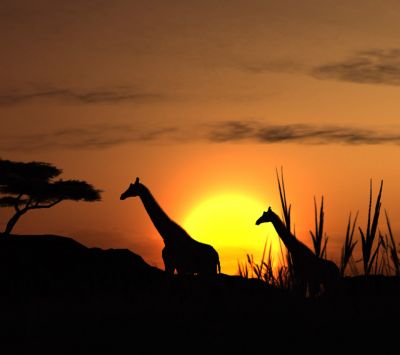 Silhouette de Girafes au Coucher de Soleil