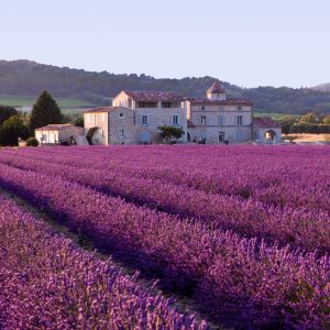 Champs de Lavande en Provence