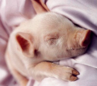 Porcelet Adorable en Train de Dormir