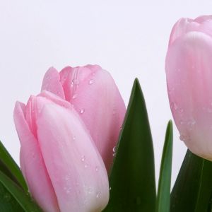Tulipes Roses avec Gouttes de Rosée