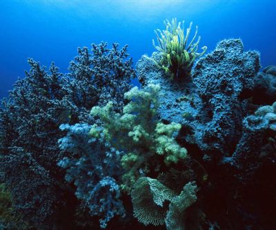Récif de corail vibrant sous l'eau