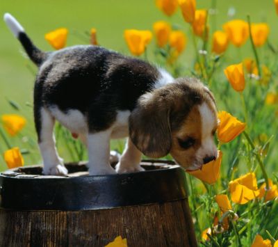 Chiot Beagle dans les Fleurs
