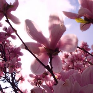 Magnifiques Fleurs de Magnolia Roses
