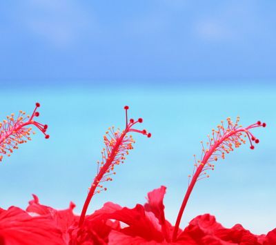 Fleurs d'Hibiscus Rouges Vives